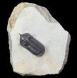 Morocconites Trilobite - Clear Eye Facets #64915-6